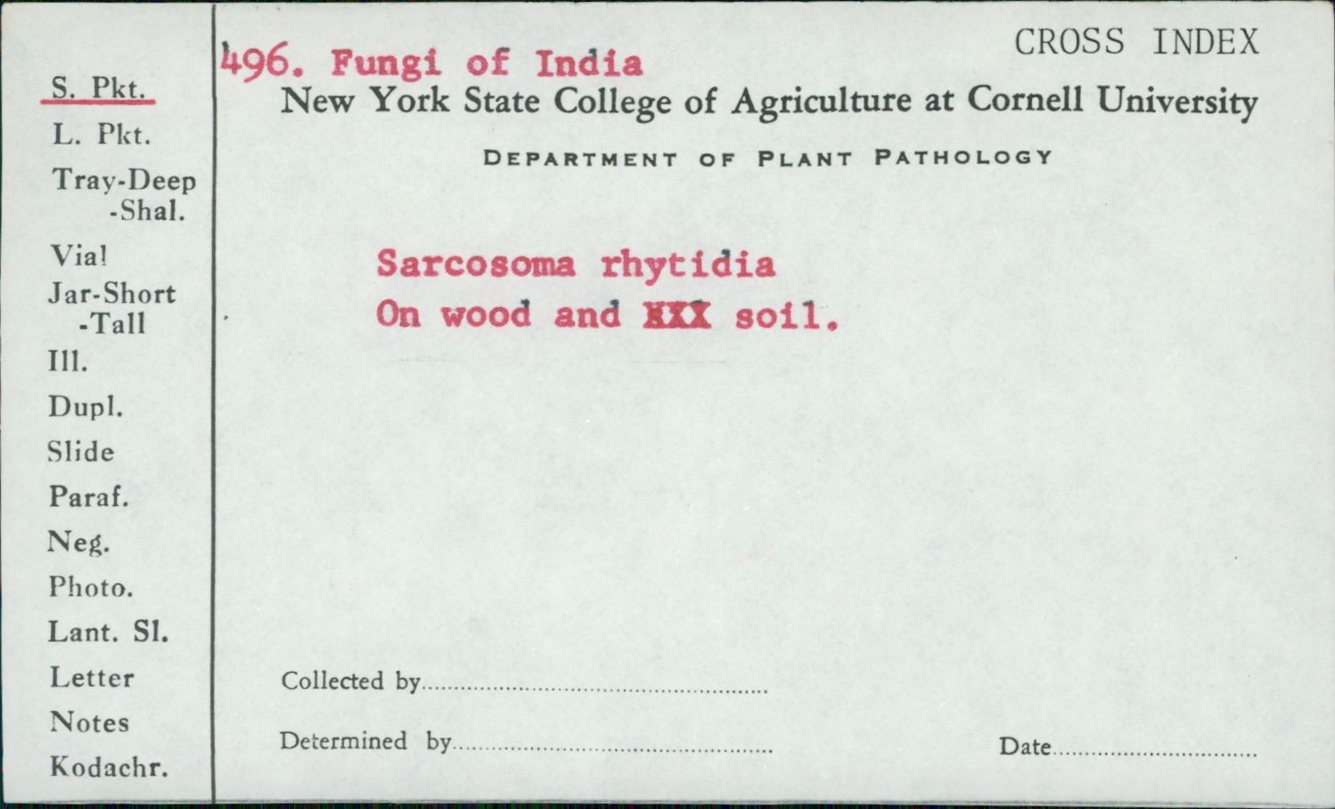 Sarcosoma rhytidia image