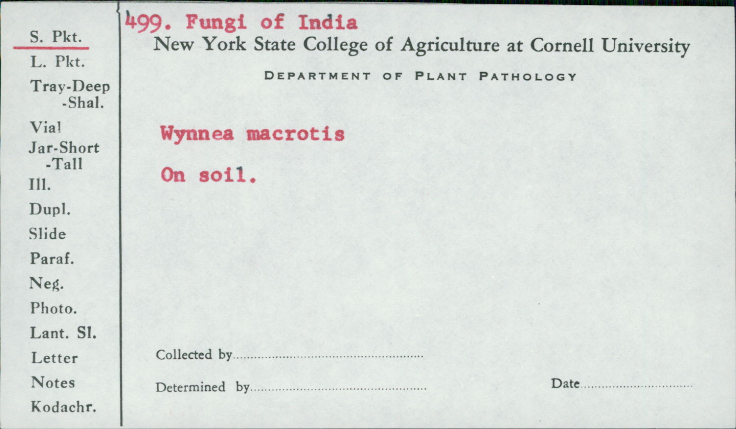 Wynnea macrotis image