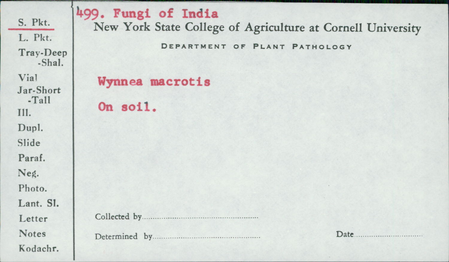 Wynnea macrotis image