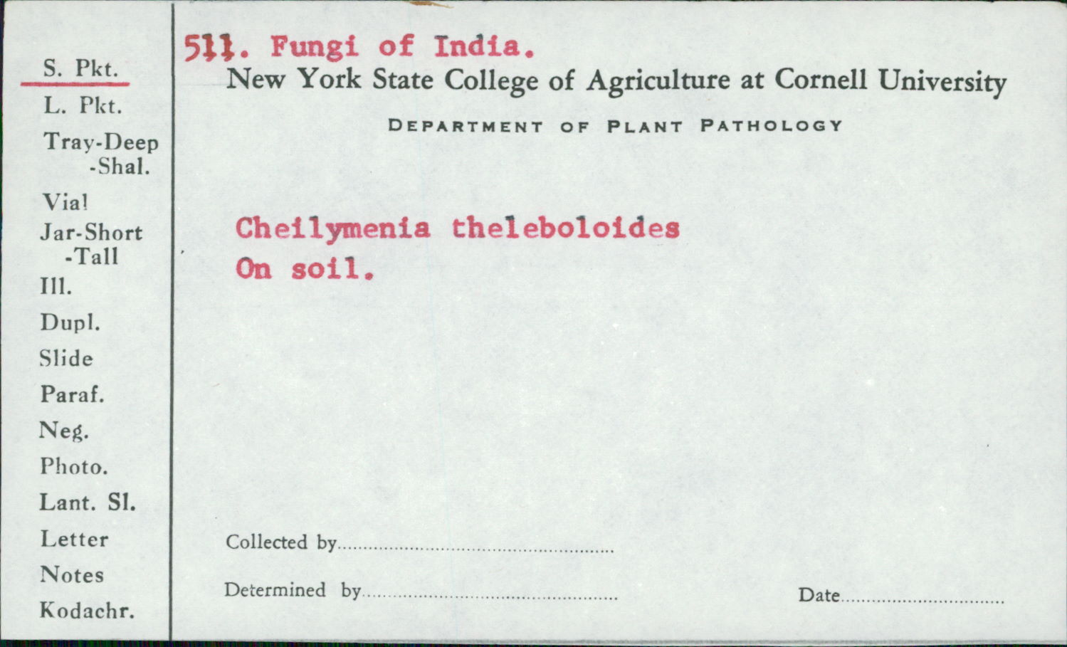 Cheilymenia theleboloides image