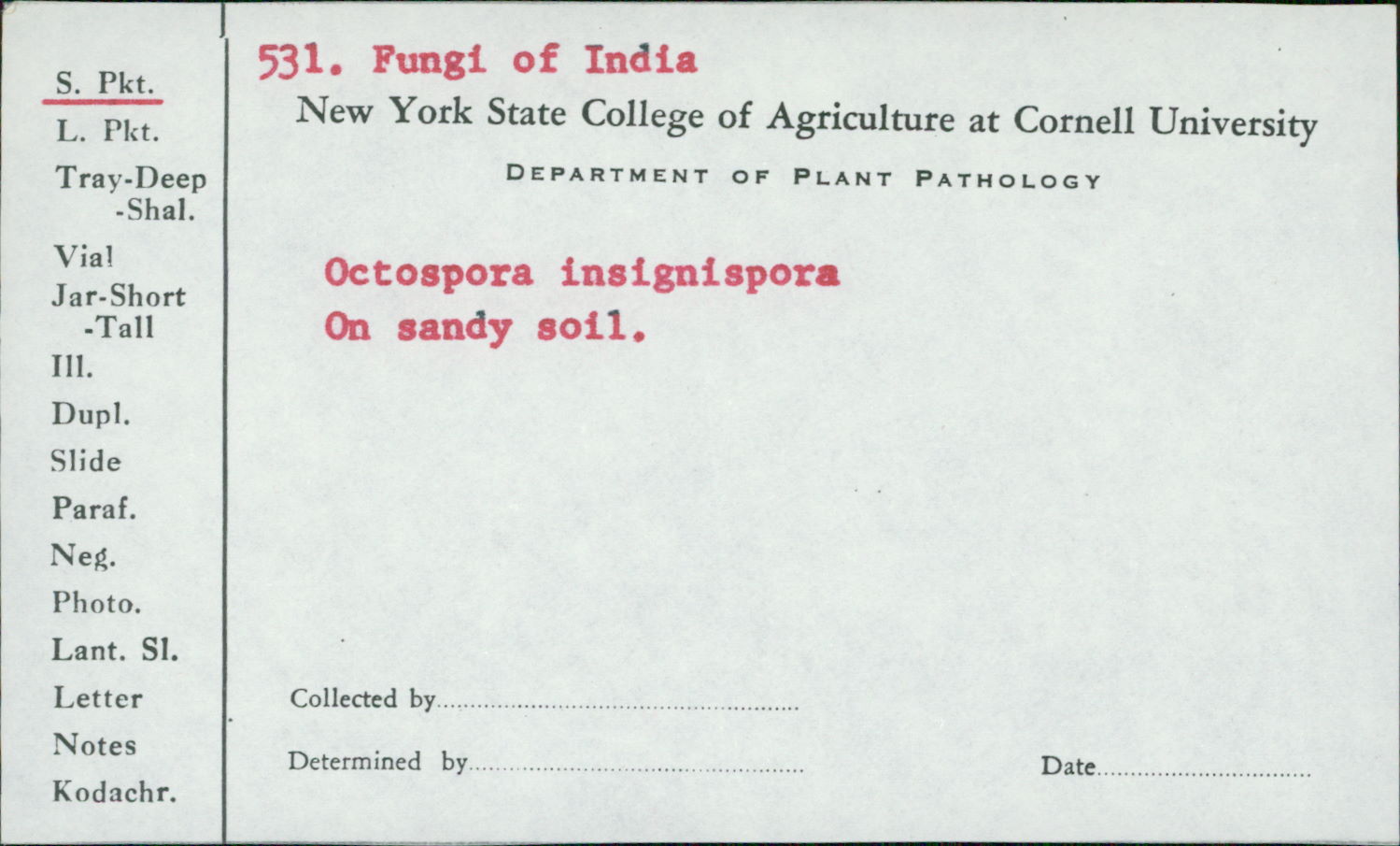 Octospora insignispora image