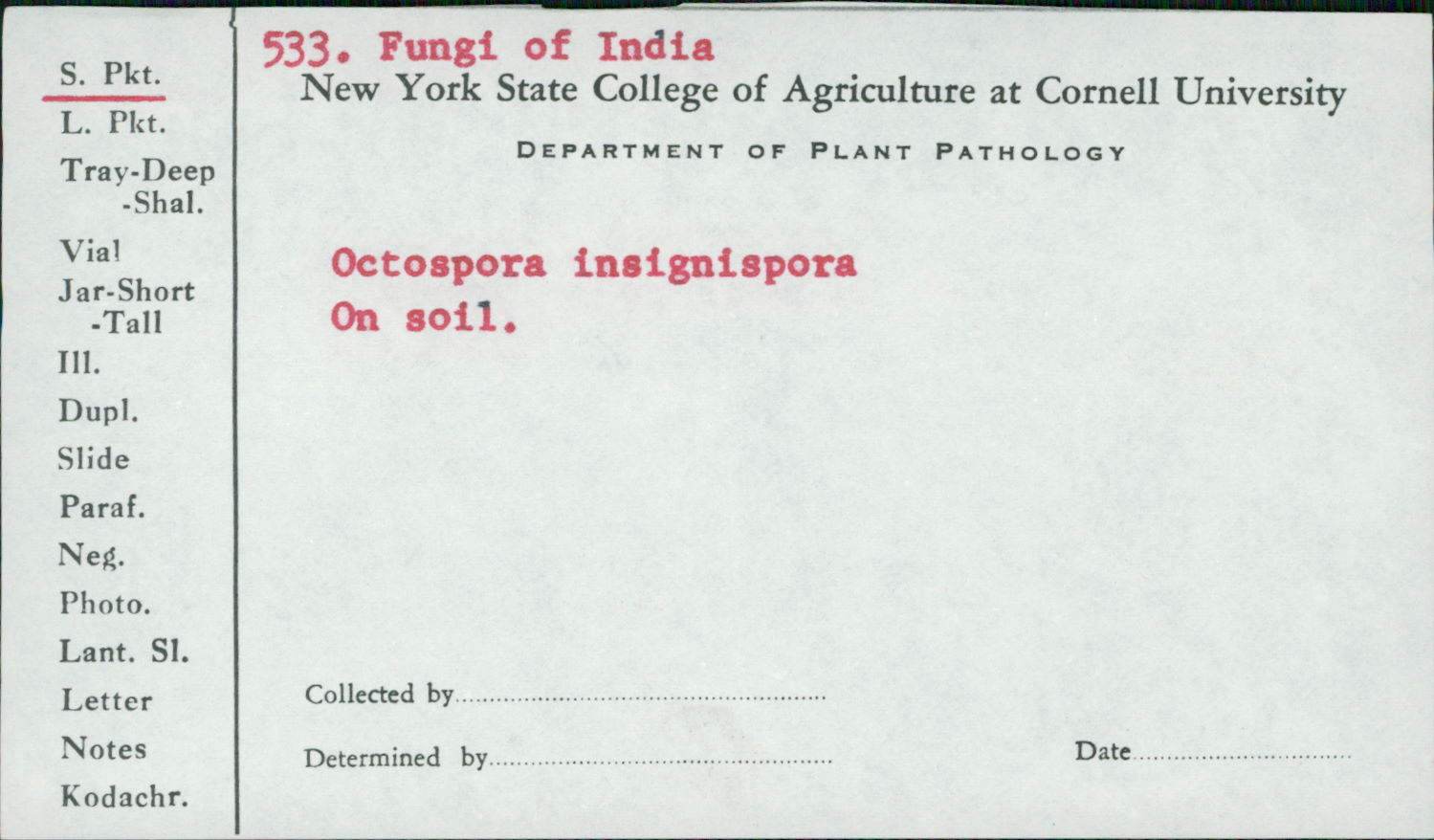 Octospora insignispora image
