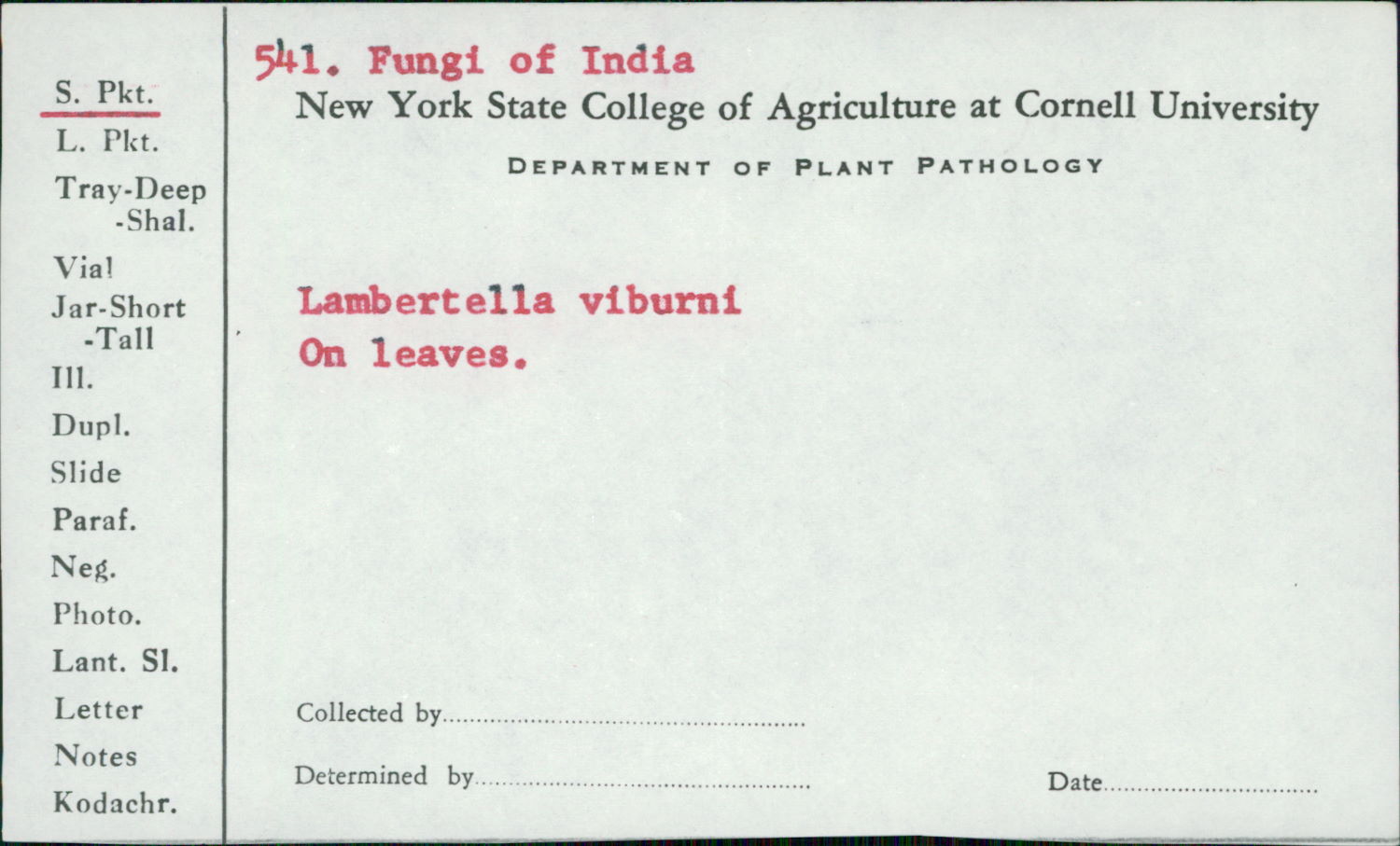 Lambertella viburni image