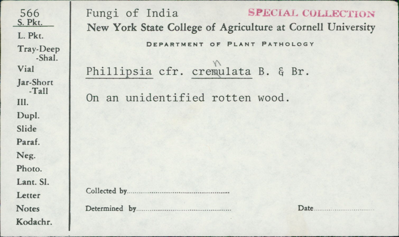 Phillipsia crenulata image
