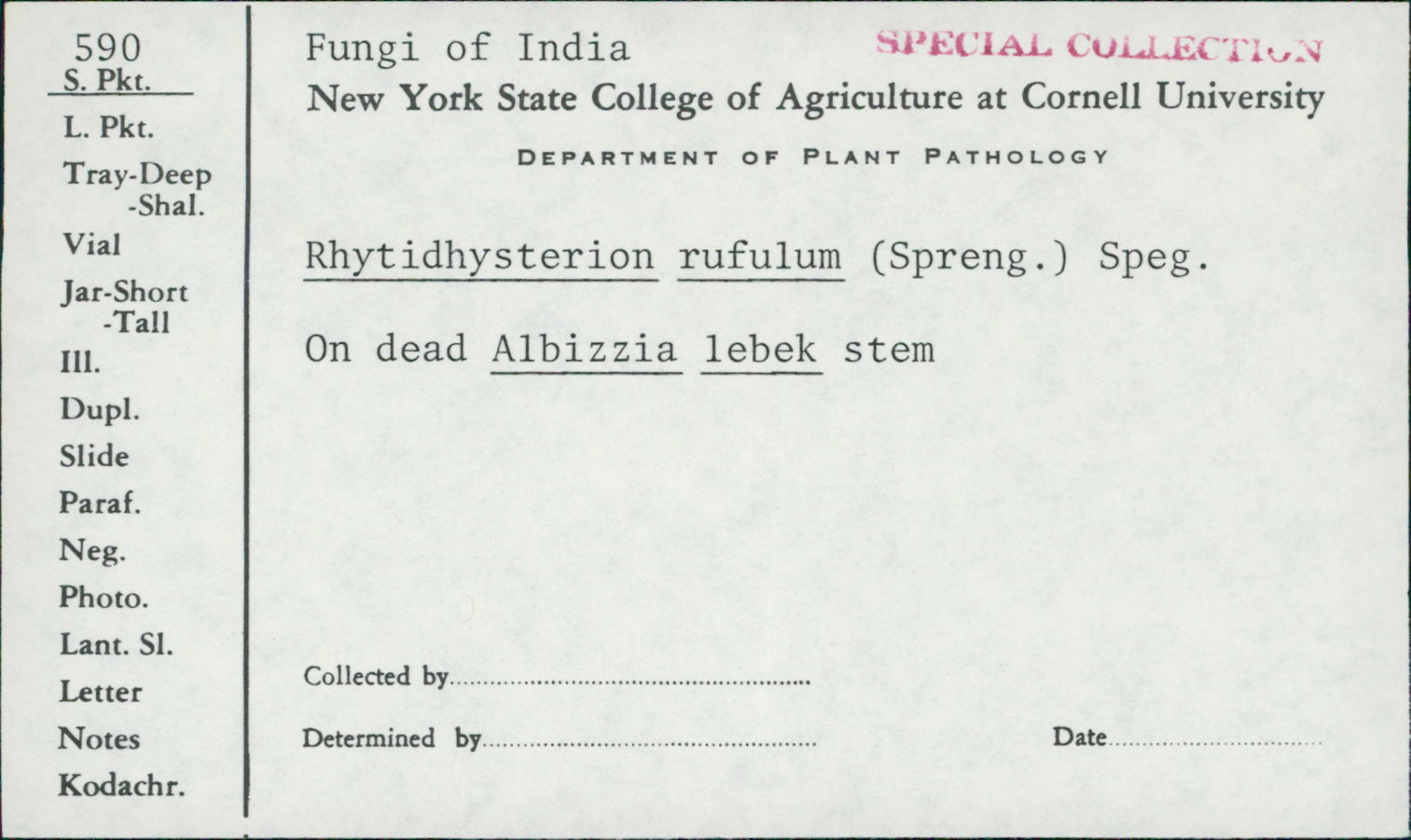 Rhytidhysterium image