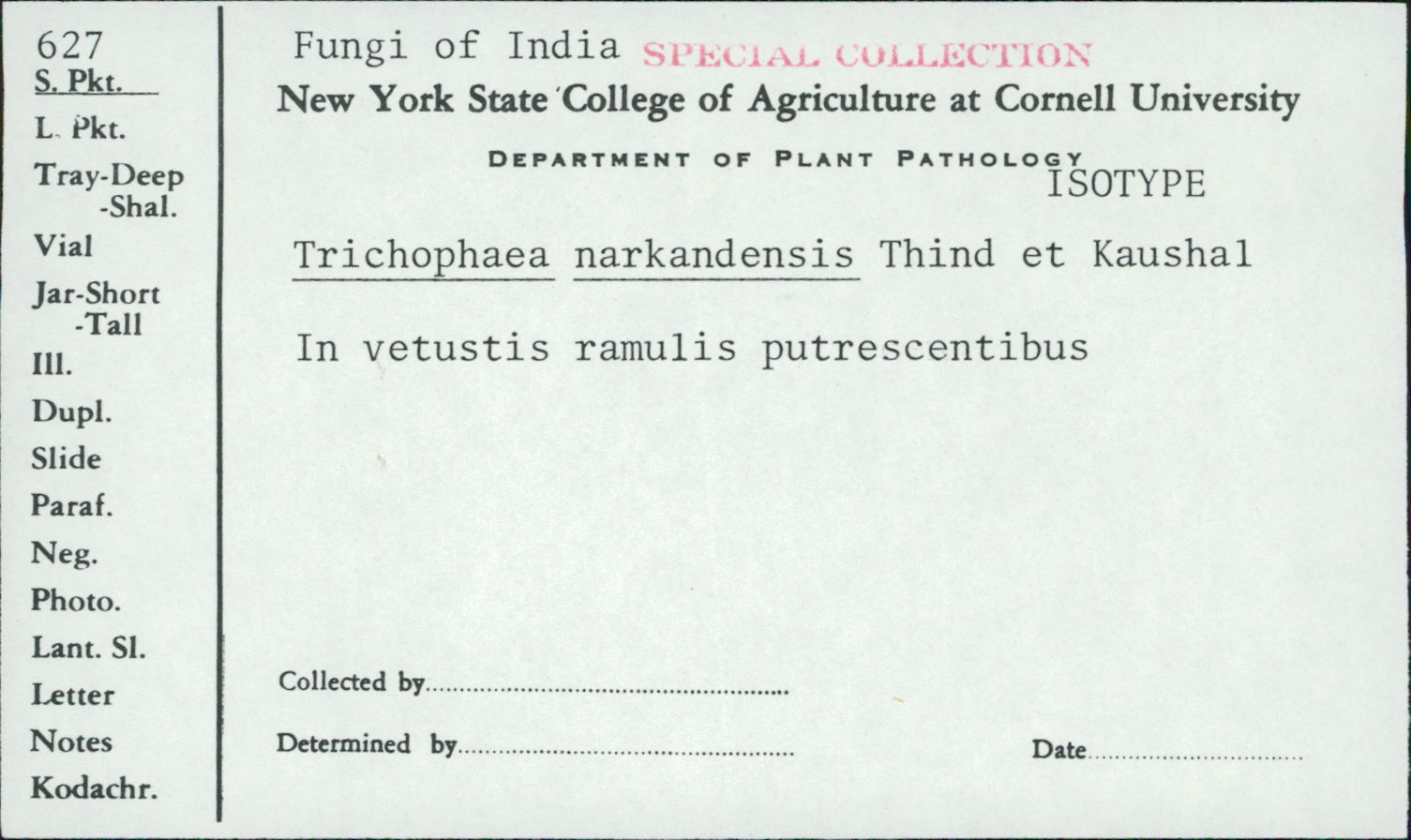 Trichophaea narkandensis image