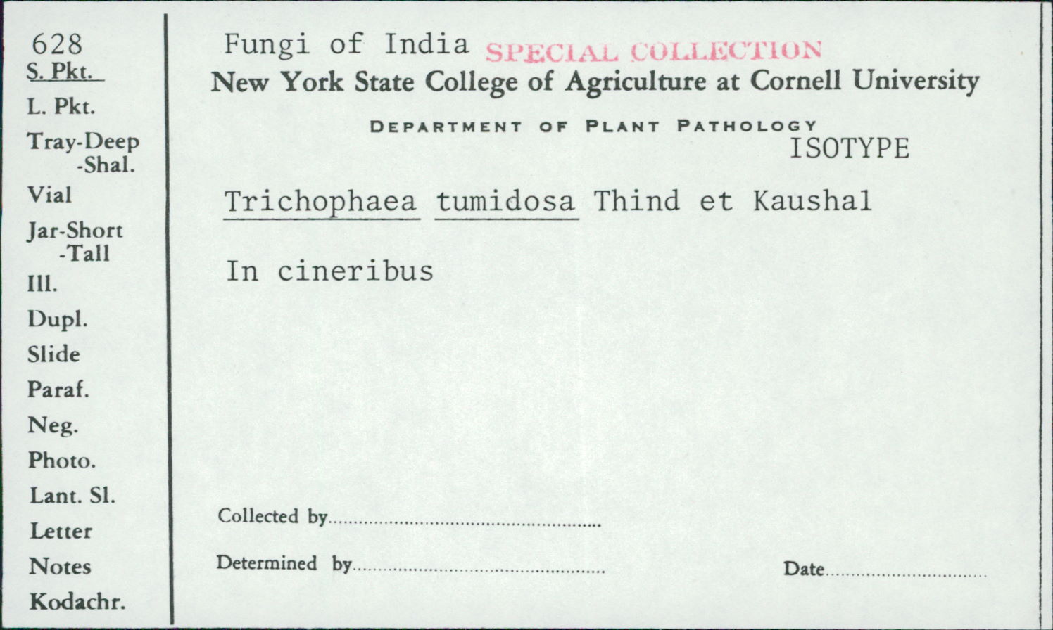 Trichophaea tumidosa image