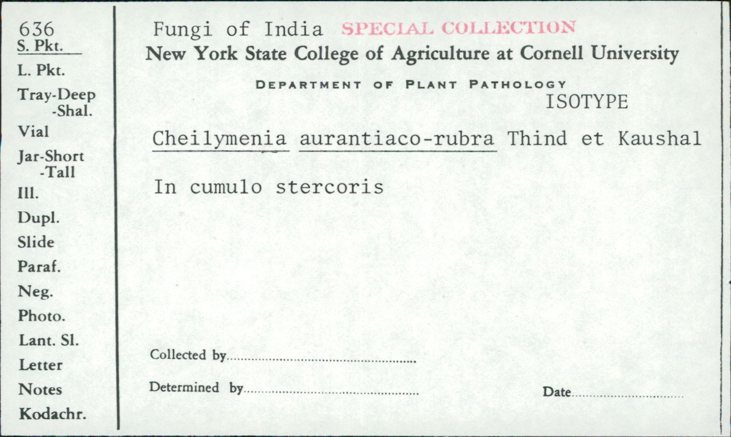 Cheilymenia aurantiacorubra image