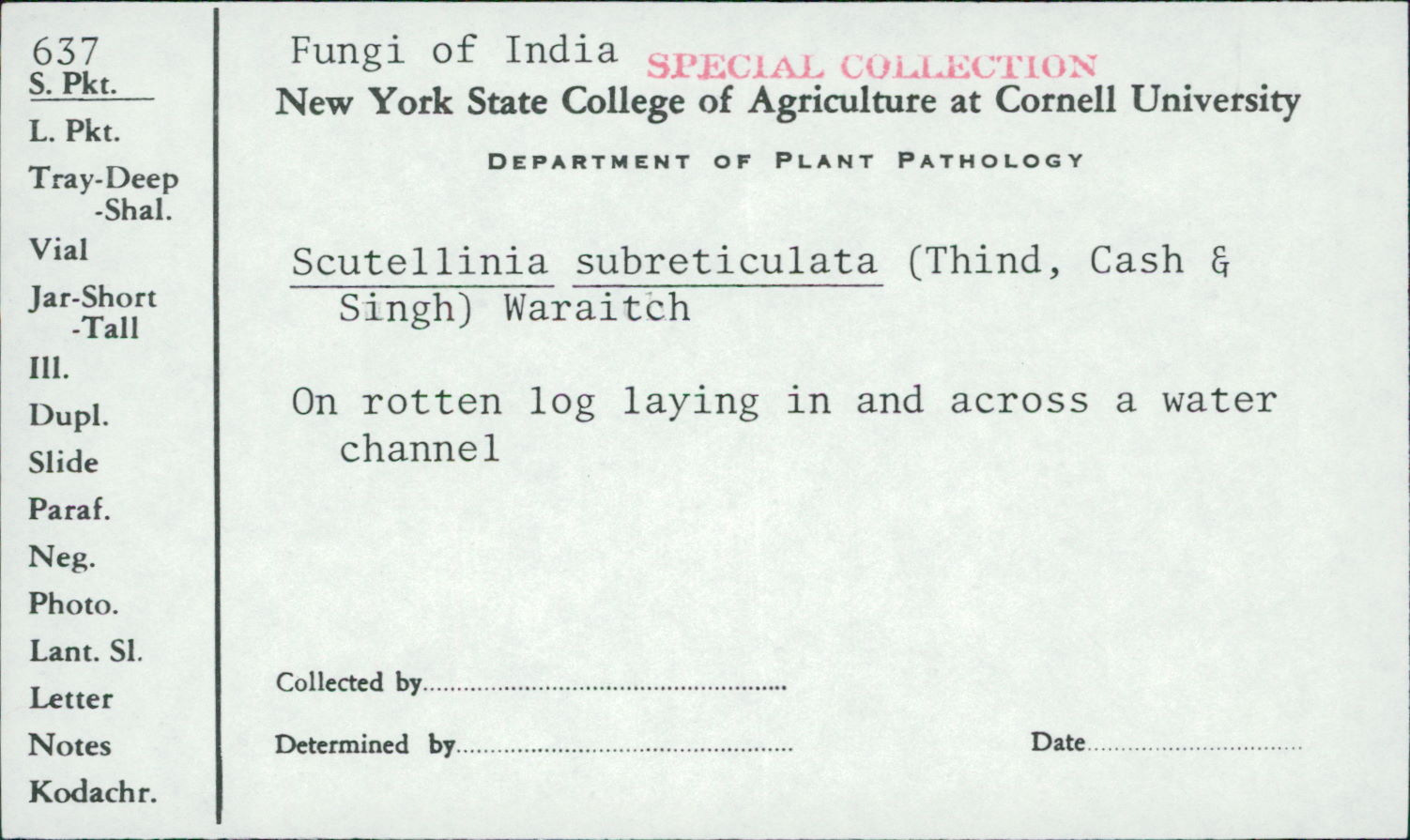 Scutellinia subreticulata image