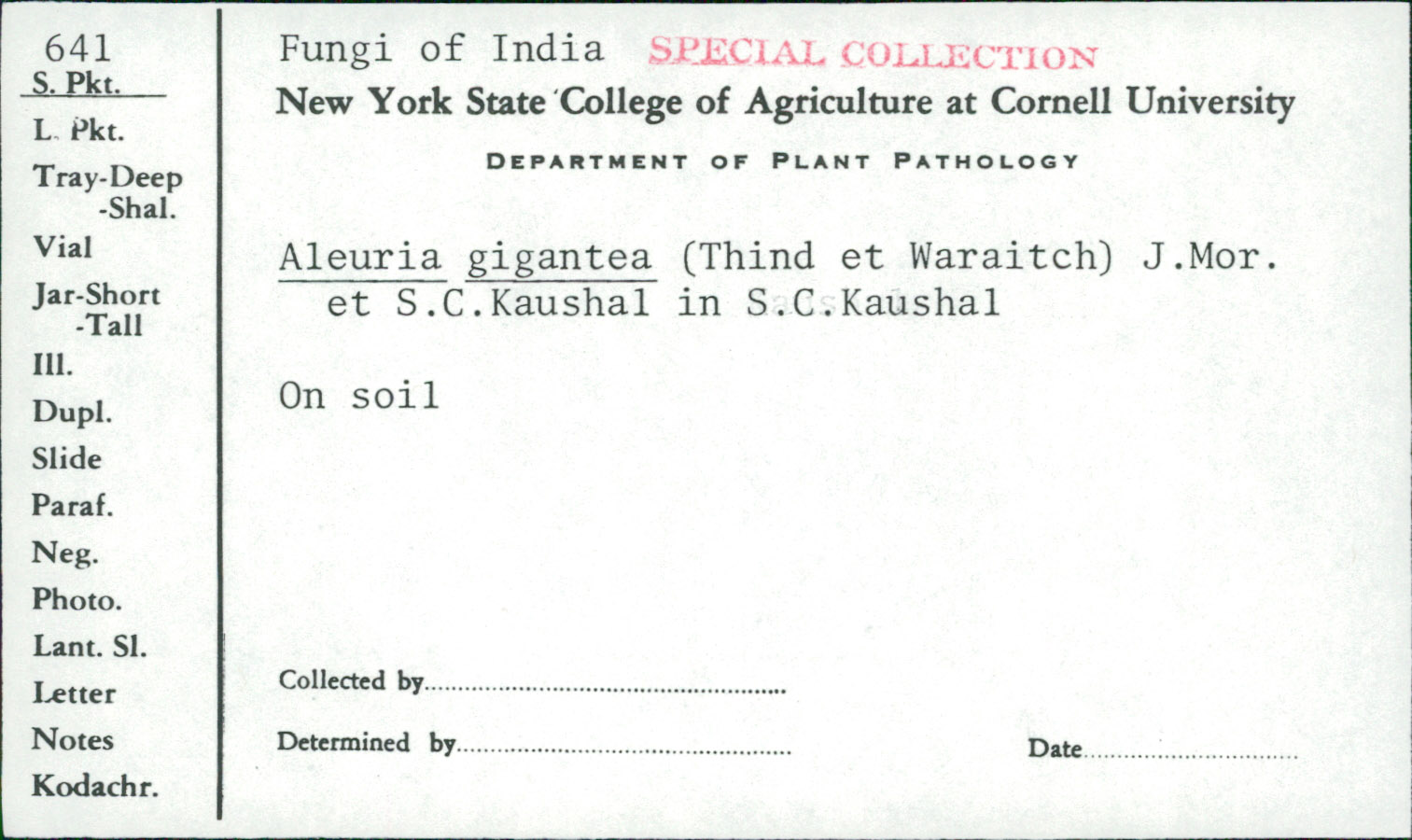 Aleuria gigantea image