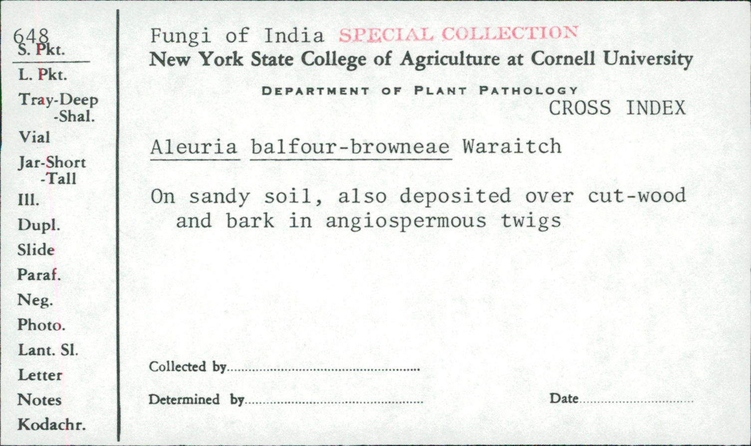 Aleuria balfour-browneae image