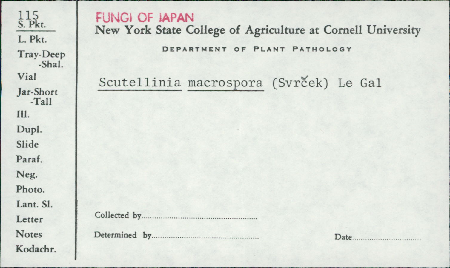 Scutellinia macrospora image