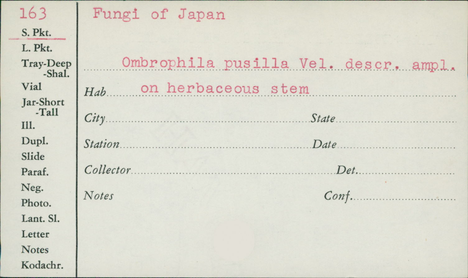 Ombrophila pusilla image