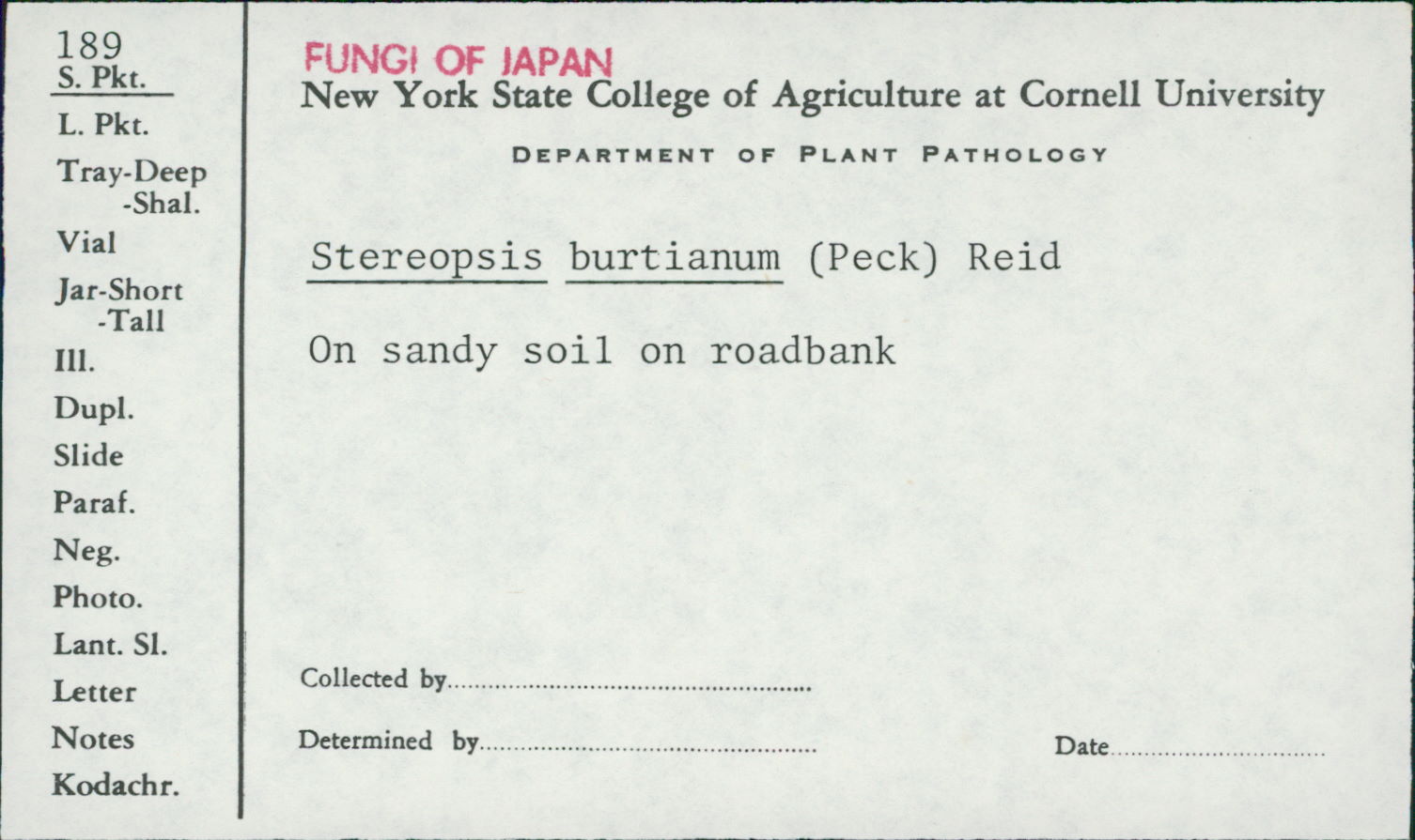 Stereopsis burtiana image