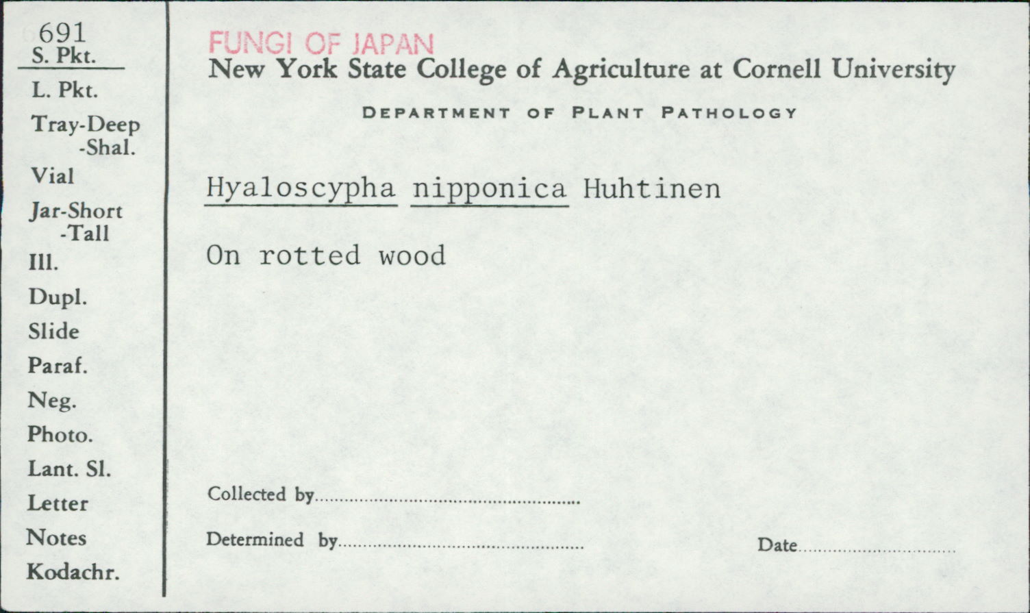 Hyaloscypha nipponica image