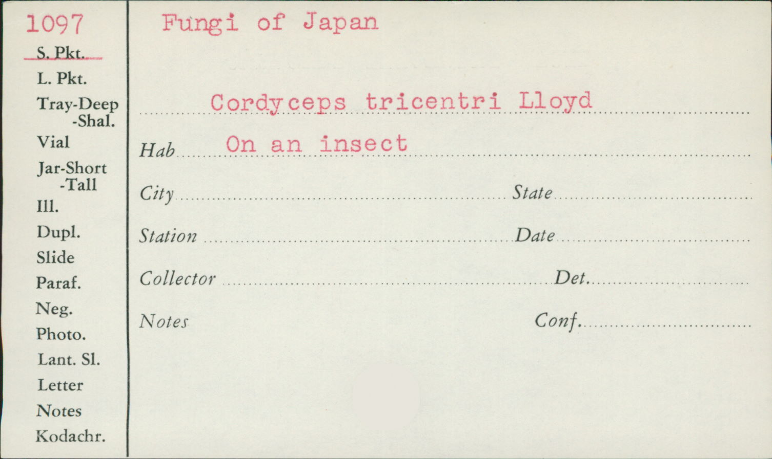 Cordyceps tricentri image