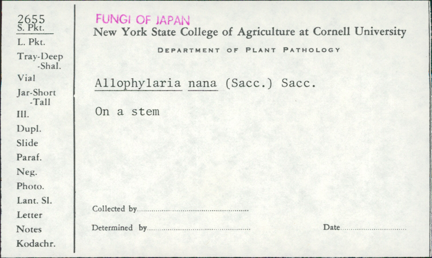 Allophylaria nana image