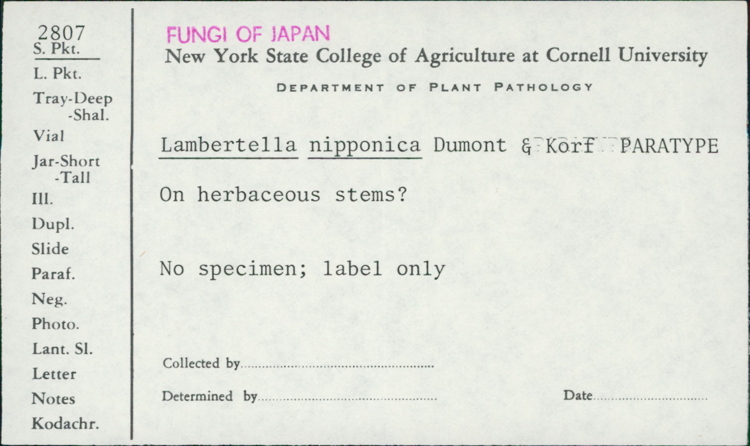 Lambertella nipponica image