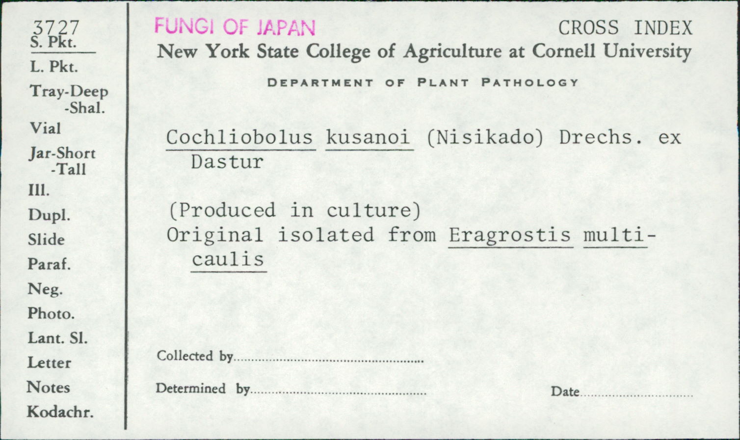 Cochliobolus kusanoi image