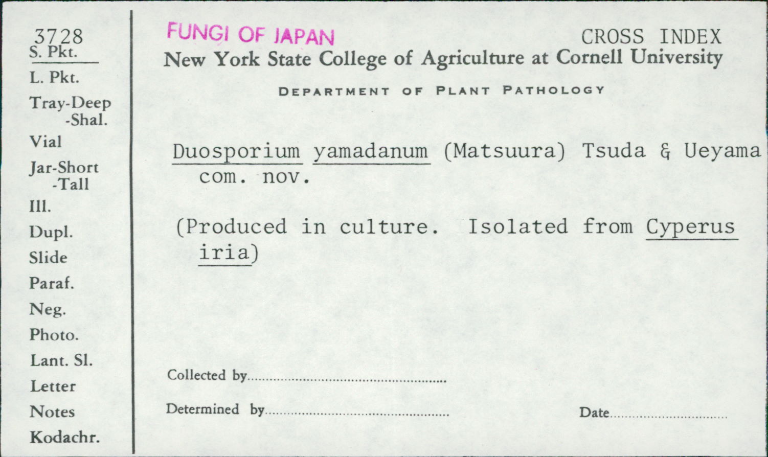 Duosporium yamadanum image