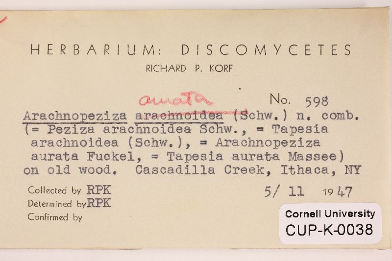 Arachnopeziza aurata image