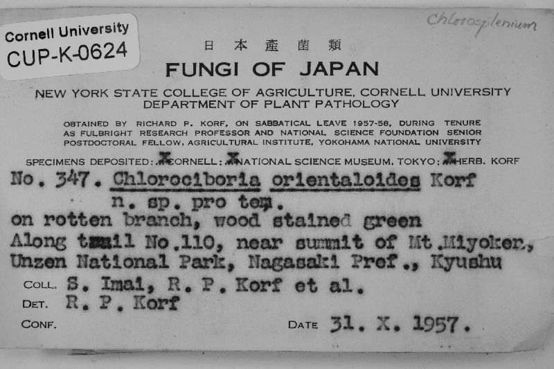 Chlorociboria omnivirens image