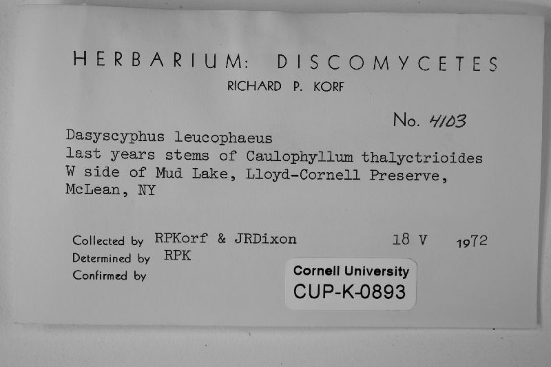 Lasiobelonium mollissimum image