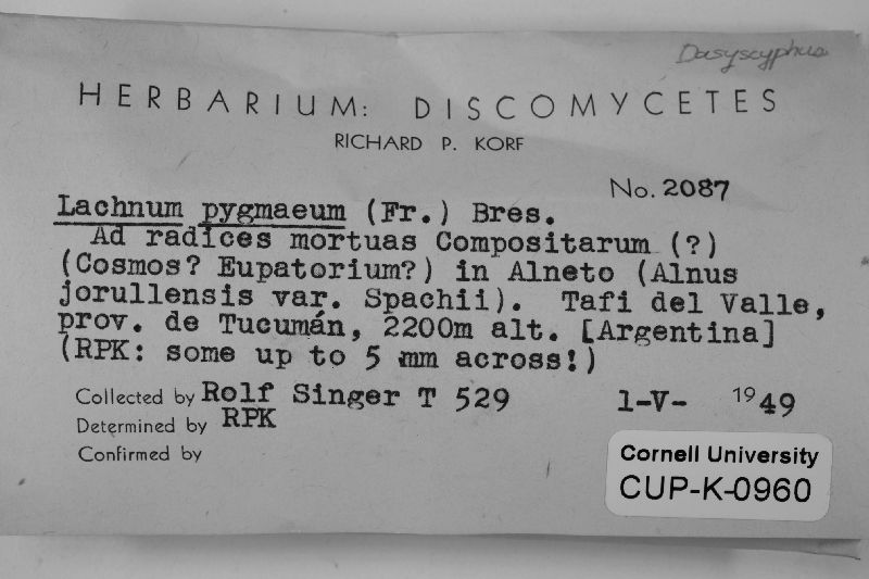 Lachnum pygmaeum image