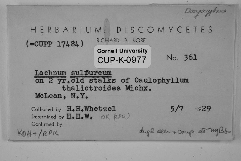 Belonidium sulphureum image