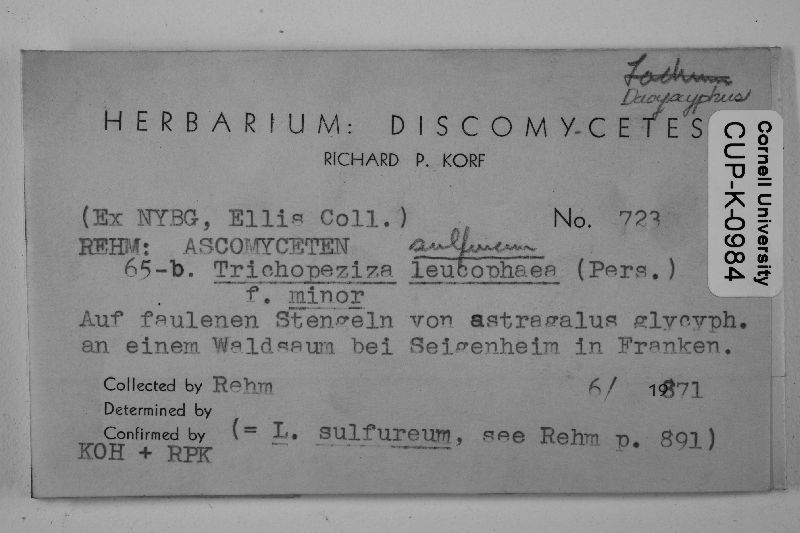 Belonidium sulphureum image