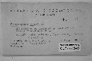 Lachnum virgineum image