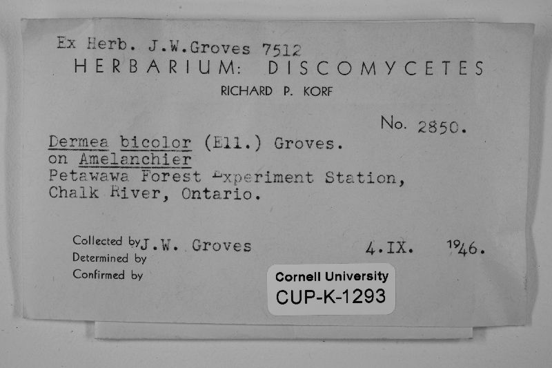 Dermea bicolor image