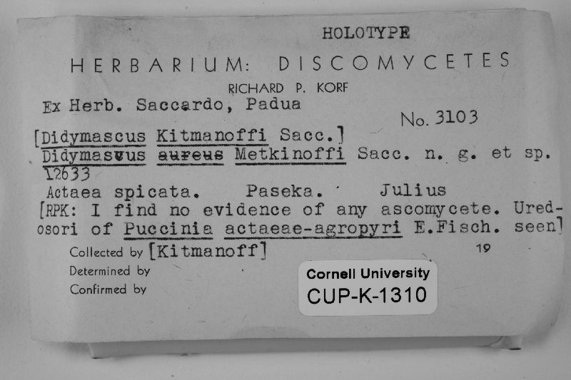 Didymascus image
