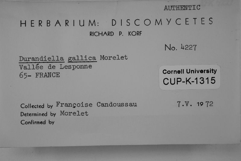 Durandiella gallica image