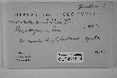 Mollisia ligni image
