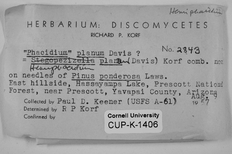 Hemiphacidium planum image