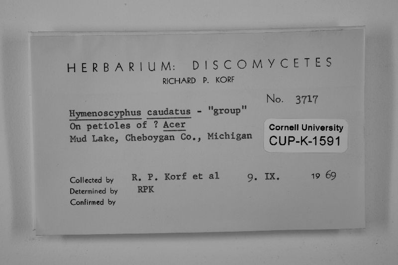 Hymenoscyphus caudatus image