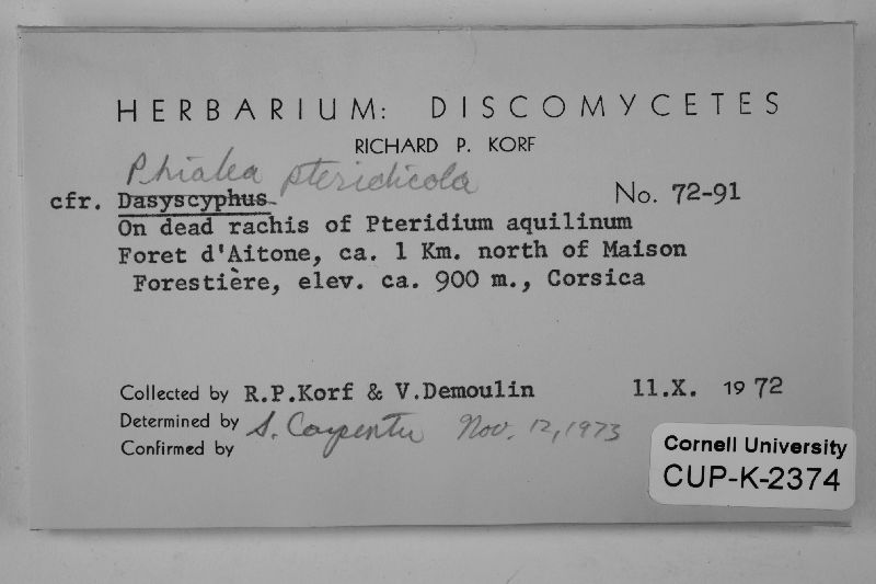 Crocicreas cyathoideum var. pteridicola image
