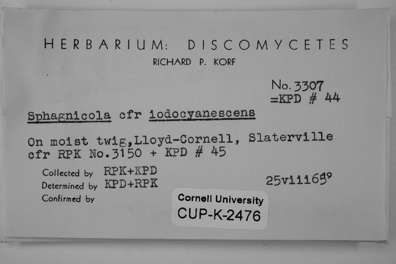 Pezoloma iodocyanescens image