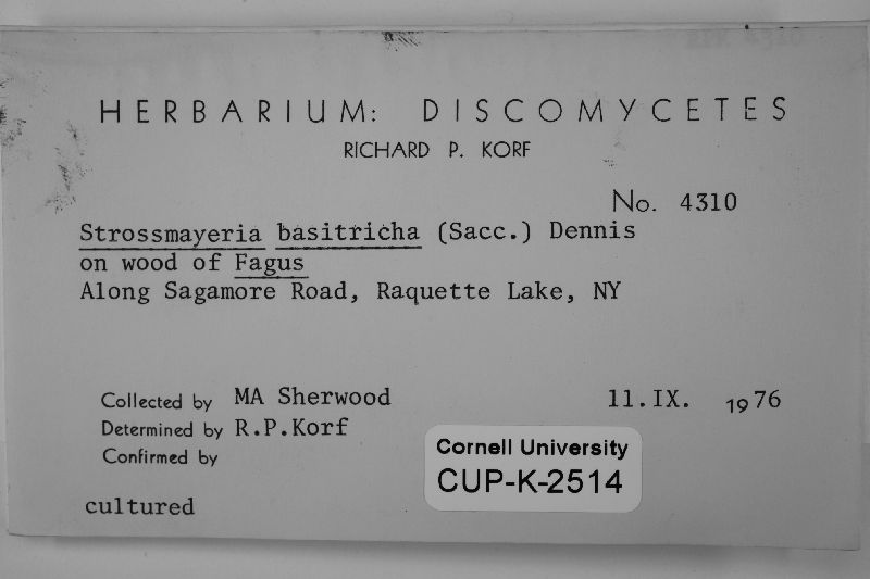 Strossmayeria basitricha image