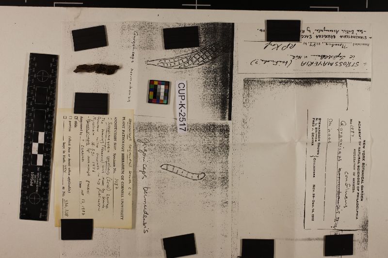 Strossmayeria confluens image