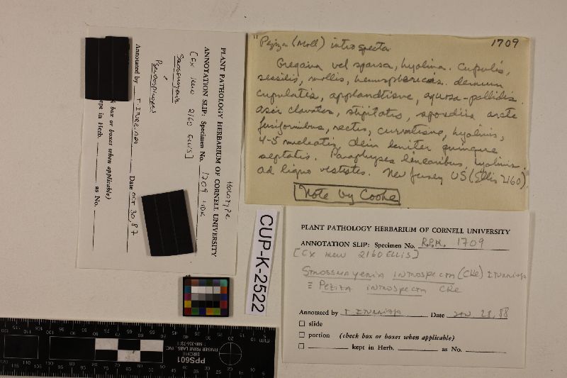 Strossmayeria introspecta image