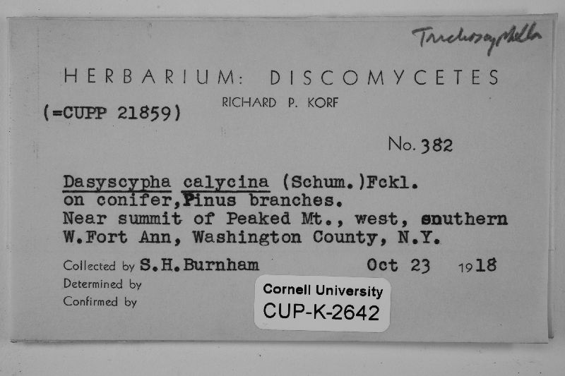 Dasyscyphus calycinus image