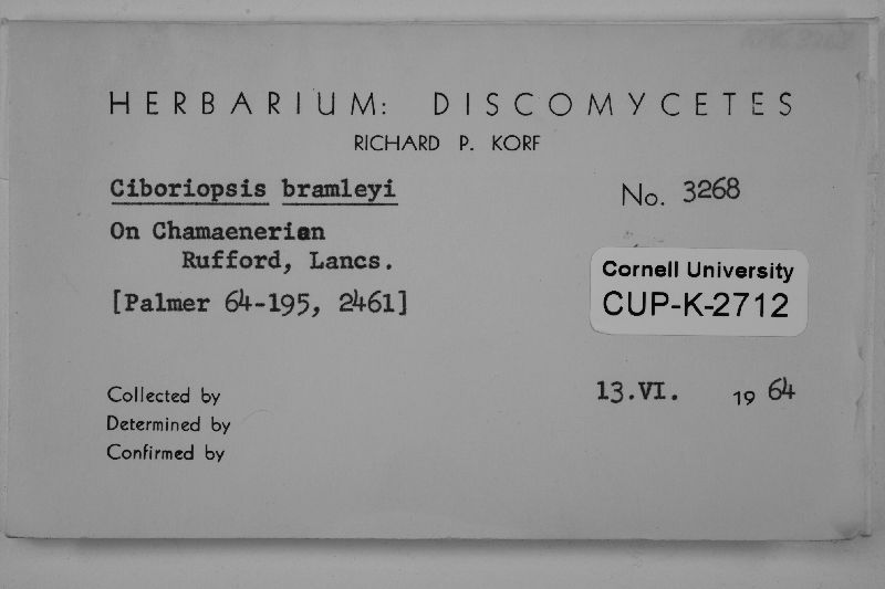 Moellerodiscus tenuistipes image