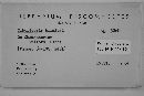 Moellerodiscus tenuistipes image