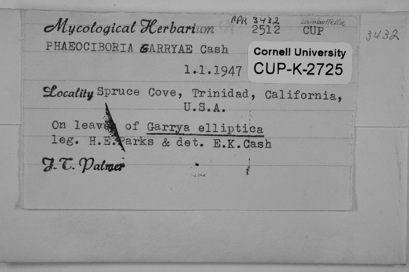 Lambertella garryae image