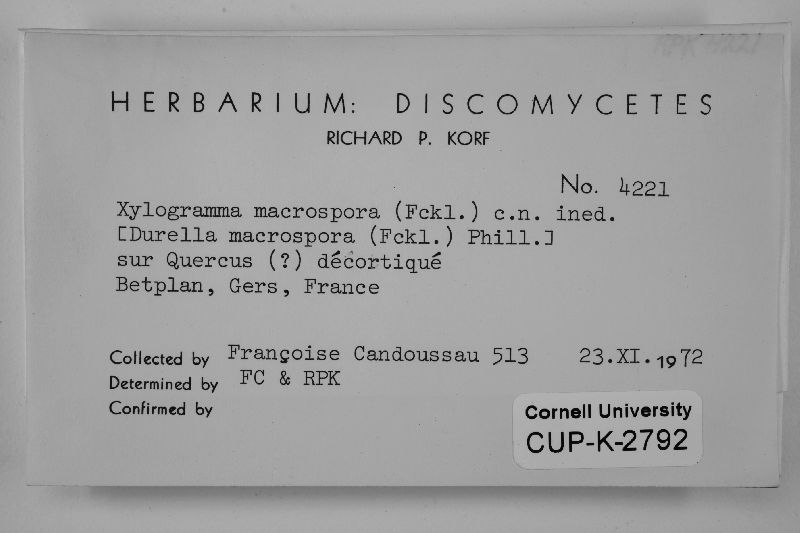 Allophylaria macrospora image