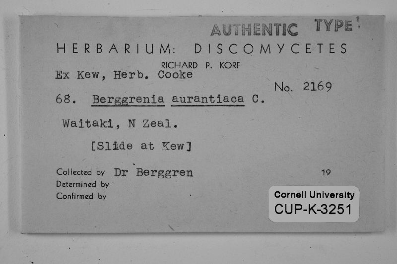 Berggrenia aurantiaca image