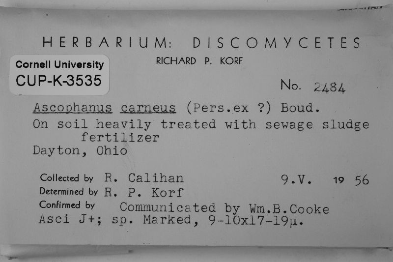 Iodophanus carneus image