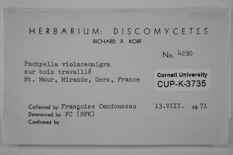 Pachyella violaceonigra image